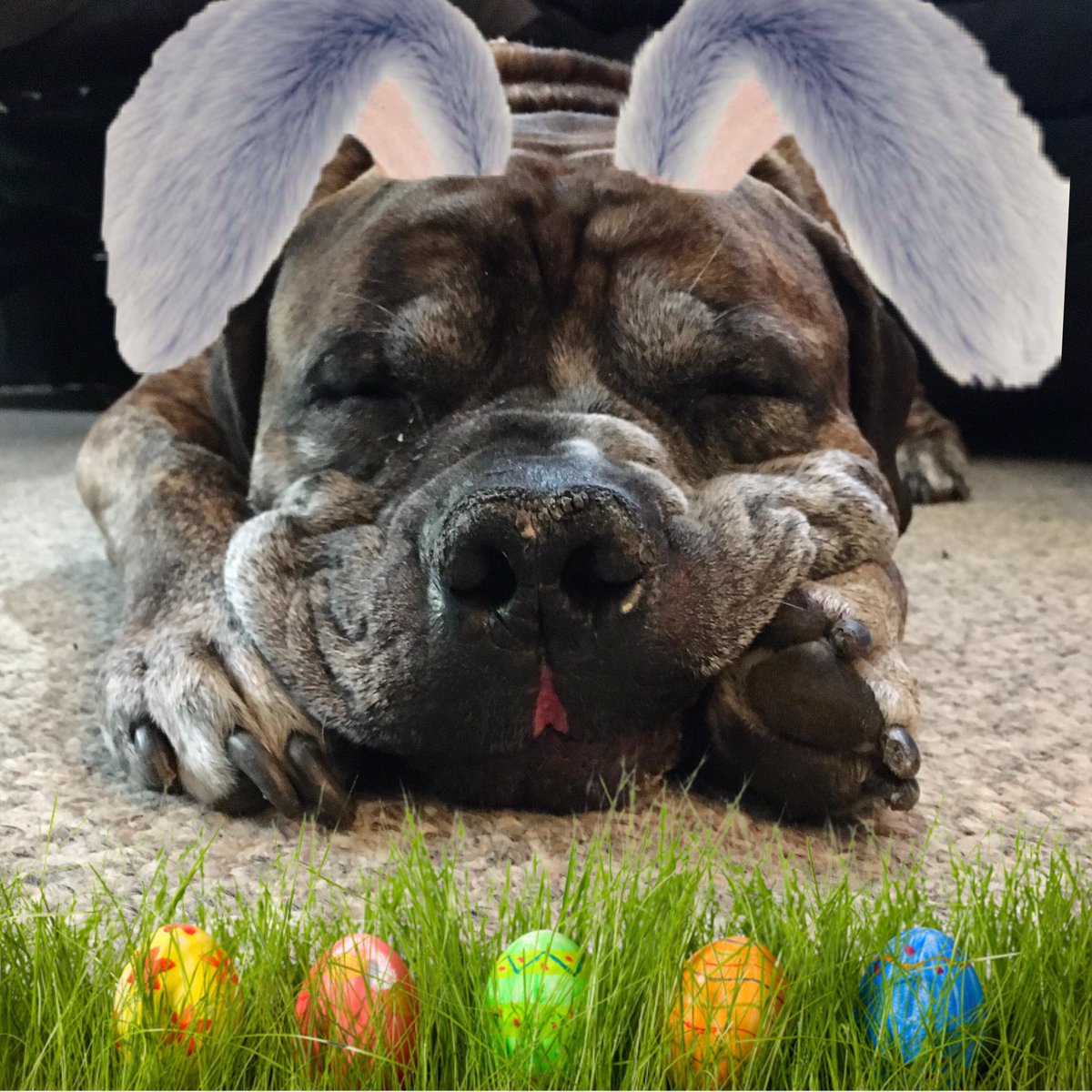 PoindexterPark's tweet photo. #SundayMood
#HappyEaster 

#bulldog #easterdog #bunnydog #dogbunny #rabbitdog #bunnyears #americanbulldog #bulldogsoftwitter #americanbully #sleepingbulldog #cuddleup #dogblanket #eastersunday #saddog #sleepingdog #tireddog #stayhome #easterquarantine #boopmynose #bunnynose https://t.co/88V6b96rjA