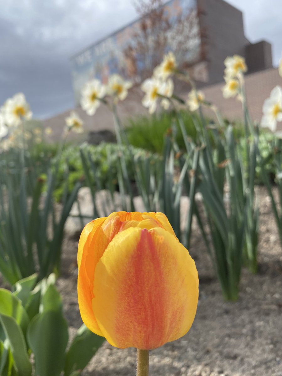 I was missing our beautiful campus, so I ran to see spring there yesterday. It made me feel JUBILANT! In case you are missing spring at  @BoiseState like I was, here’s a taste of that magic for you. 1/4 (yeah, all those pics slowed down my run).
