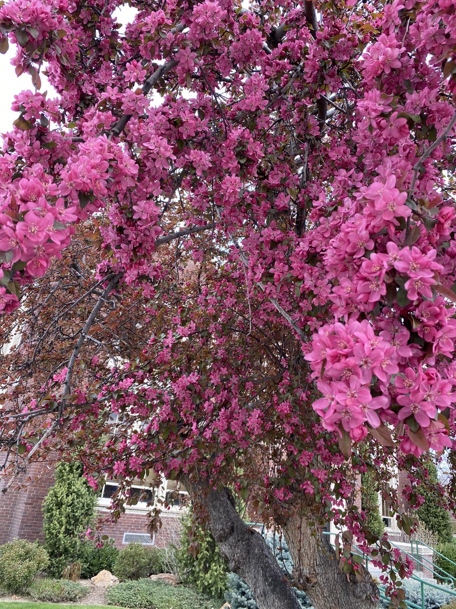 I was missing our beautiful campus, so I ran to see spring there yesterday. It made me feel JUBILANT! In case you are missing spring at  @BoiseState like I was, here’s a taste of that magic for you. 1/4 (yeah, all those pics slowed down my run).