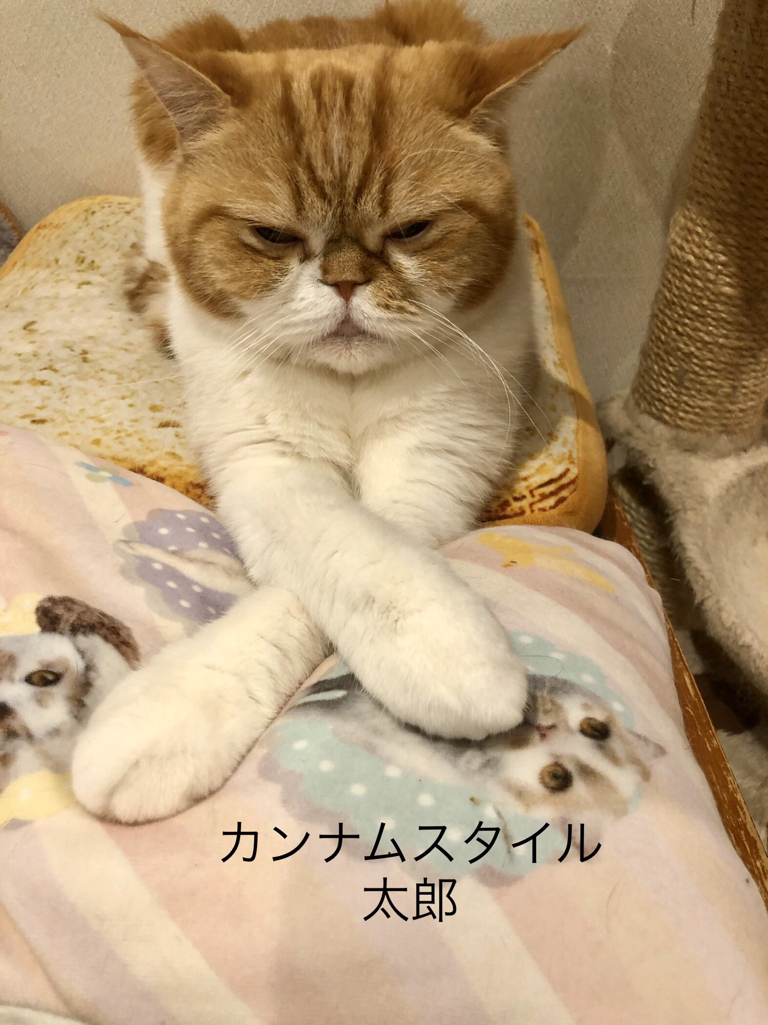 とある猫カフェの日常 にゃんこと Toarunekocafe Twitter