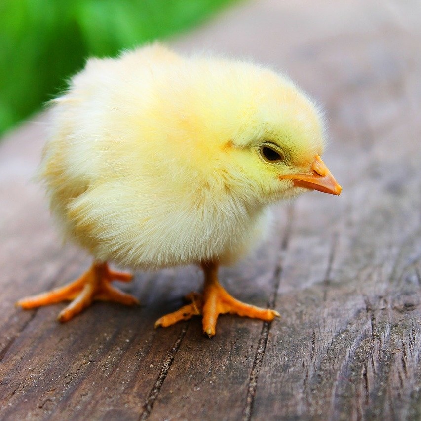 Clarkson_Events's tweet photo. Our Easter may look a little different this year, but it's a great opportunity to celebrate all that we are grateful for.
#happyeaster #gratitude #physicaldistancing #eventprof https://t.co/HSHflAGcKS