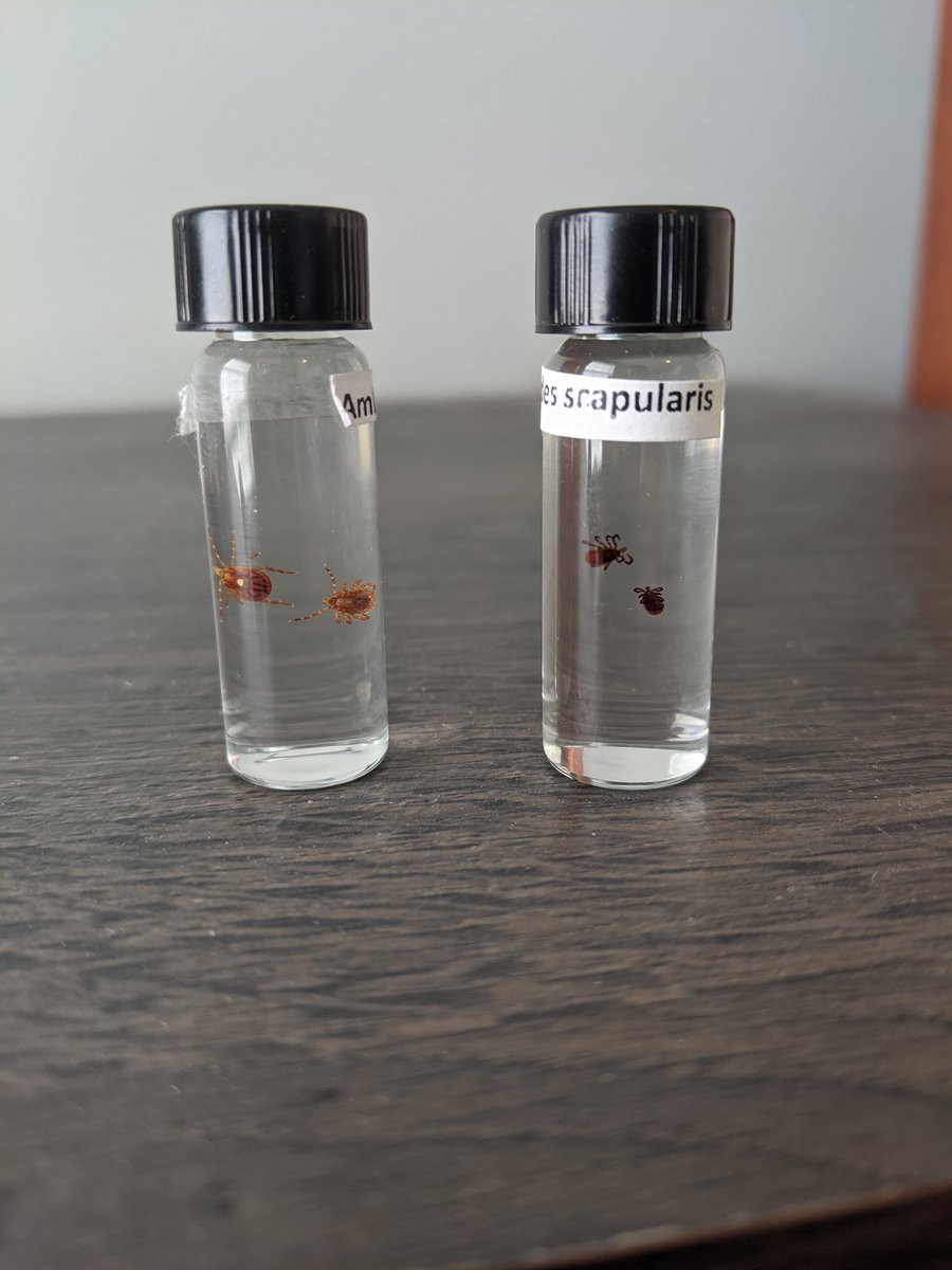 Learned this cool method to preserve ticks while in school.  I bet it works with most bugs although I've never tried. It's just hand sanitizer! The viscosity keeps em floating and the alcohol preserves em. 
Ft: Lonestar tick &amp; Deer tick

#InverteFest
