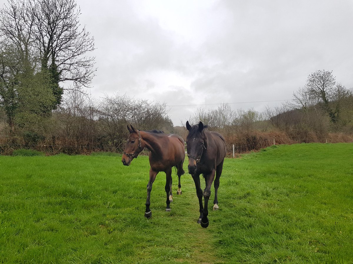 ClareAllen22's tweet photo. The dynamic duo on #EasterSunday #Thoroughbreds #StayHome https://t.co/DX1ql2I7fH