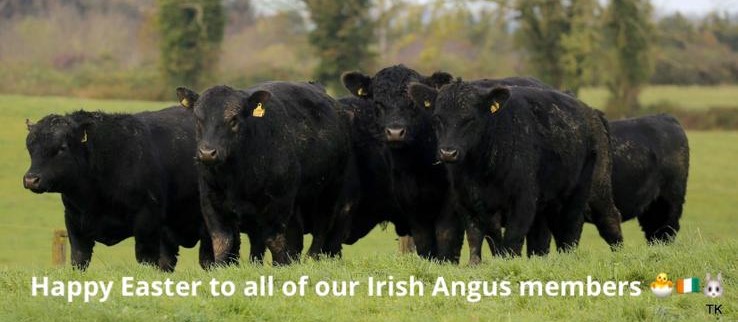 Irish Angus Cattle Society (@cattleangus) on Twitter photo 