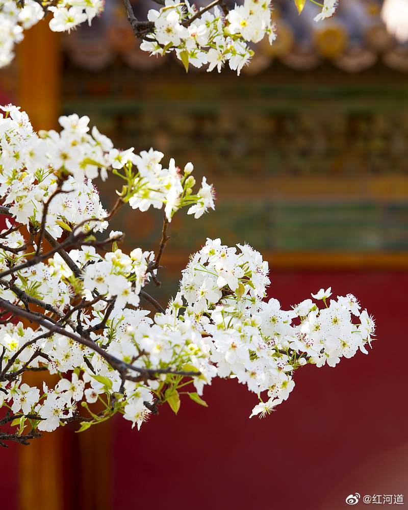 cccckire's tweet photo. #China Pear flower is beginning to blossom in Forbidden City! how wonderful! https://t.co/GlCfR7UUbz