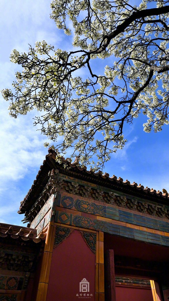 cccckire's tweet photo. #China Pear flower is beginning to blossom in Forbidden City! how wonderful! https://t.co/GlCfR7UUbz