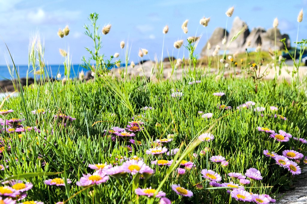souffleurdebzh's tweet photo. Breizh postale from #Lesconil,
Quel coin de Bretagne souhaitez vous découvrir en premier ?
Portez vous bien !
#MagnifiqueBretagne #Finistère https://t.co/kblCJFXREe