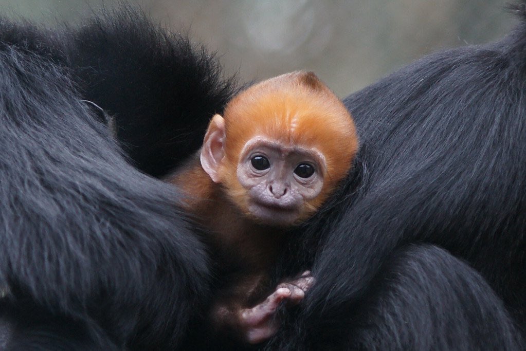 Belfast Zoo has welcomed a new baby monkey. The rare langur has been named Cẩu Vổng, Vietnamese for “rainbow”, in tribute to the NHS 🌈🐒❤️