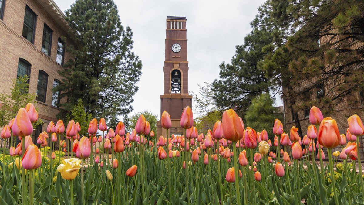 SUUtbirds's tweet photo. Happy Easter Sunday, T-Birds!🌻🐥 https://t.co/9uX4WkSQBW