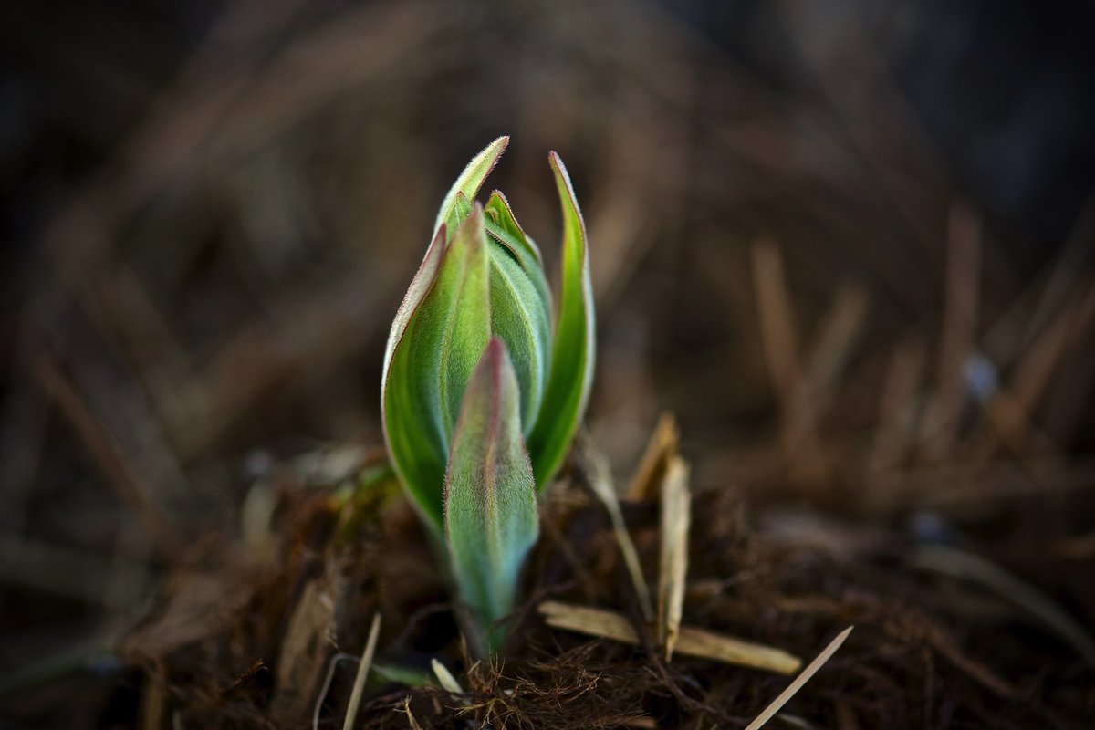 GingerHRobinson's tweet image. “Fear not. Jesus isn’t here; He has risen, just as he said.” #Matt28 #NewLife #Easter #Hope #Sacrificial #Love