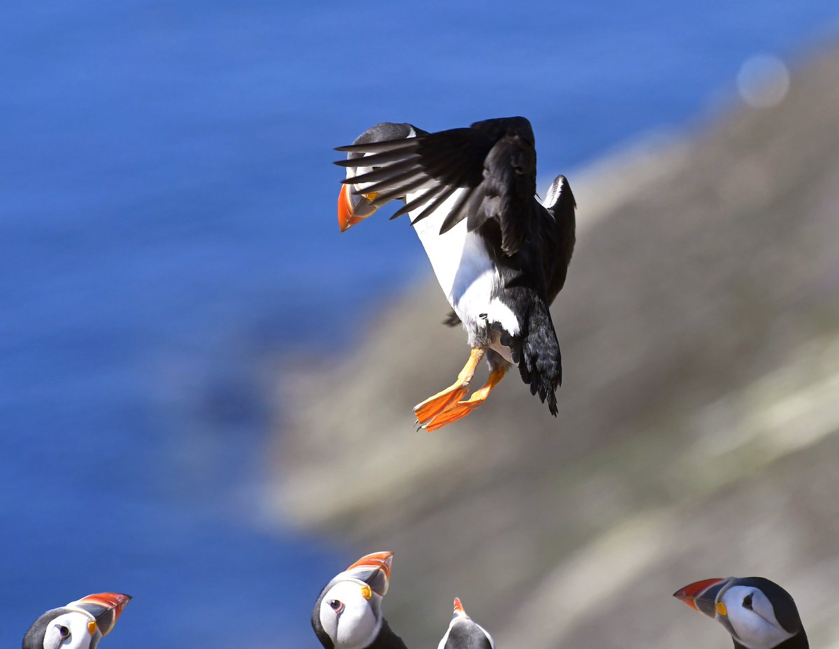 Puffin pic 3. 