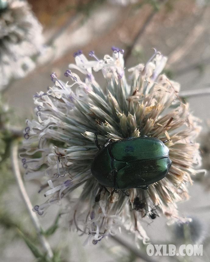 onefineart's tweet photo. So sweet insect.. the one we used to catch in hand and put in a small matches boxes... https://t.co/BQIWMwsypk #insect #sweetinsect #discoverlebanon #beautifullebanon #lebanon #loveinsect #insectlover #insectlovers https://t.co/74Yp91L2Op