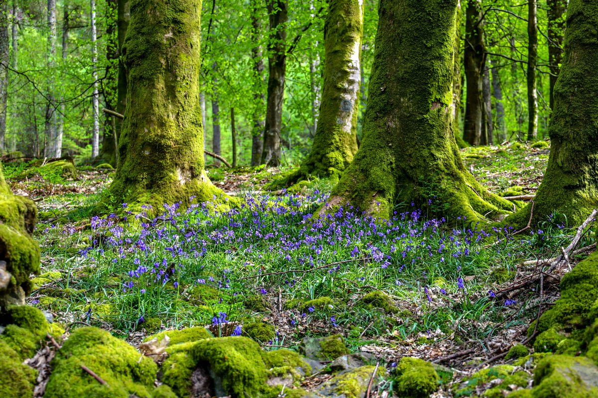 Happy Easter one and all! Here are some beautiful Bluebells from last Easter <a href="/StormHour/">#StormHour</a> #StormHour #potw