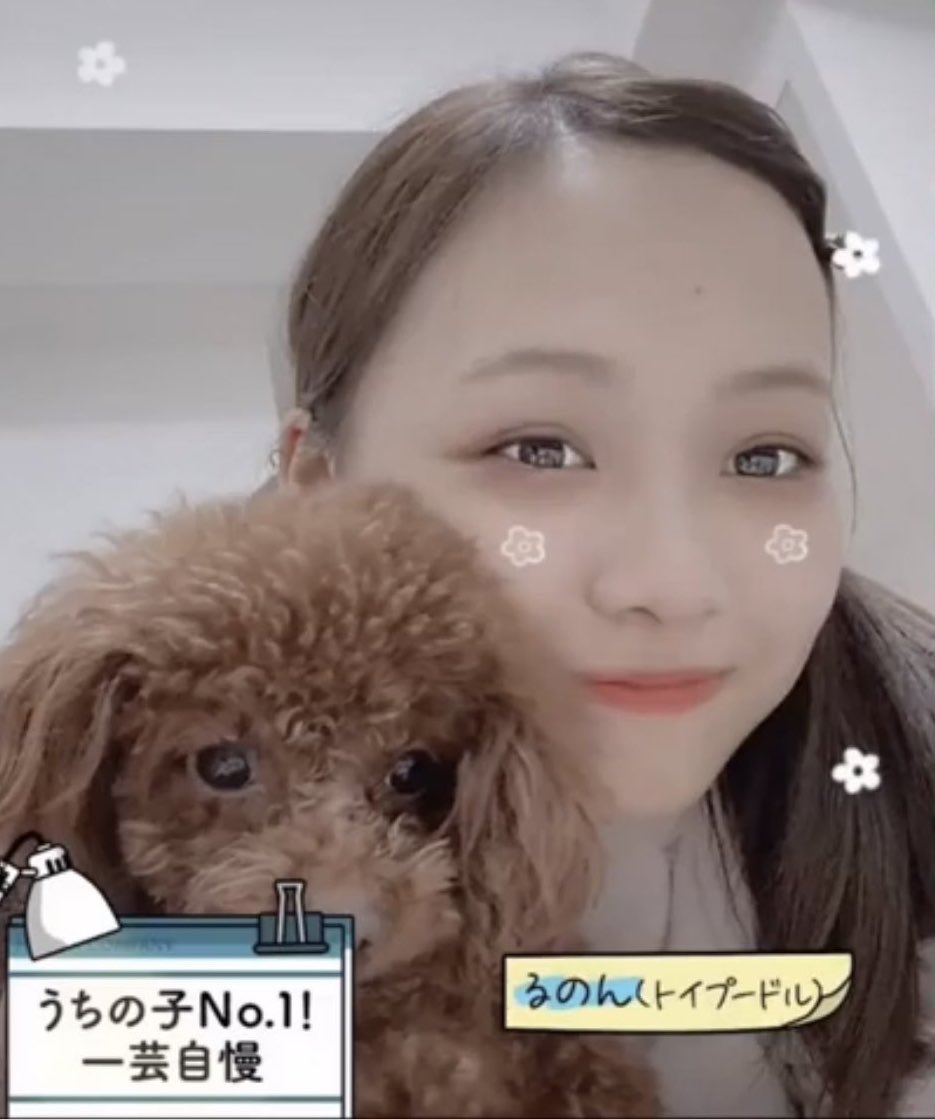 ゆーころまる まじさ このひよたん可愛すぎてえぐいわ ひよたん トイプードルは反則なのよ T Co T2u1nal26z Twitter