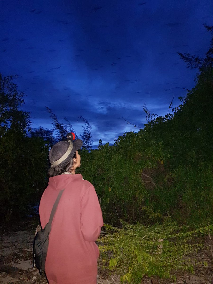 GlobalBatNet tweet picture