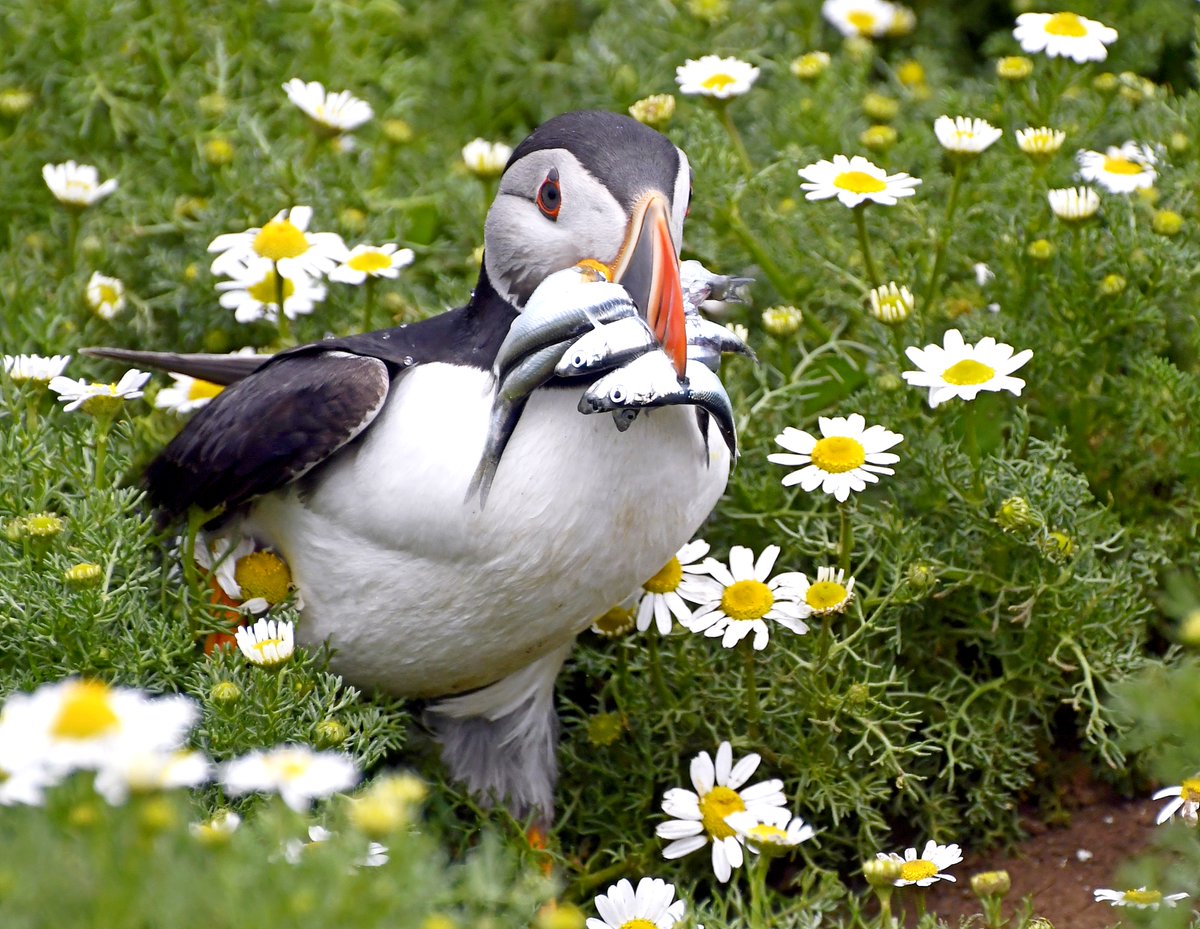 Puffin pic 14 (There's no 13!) #PuffinsCalendar2021 