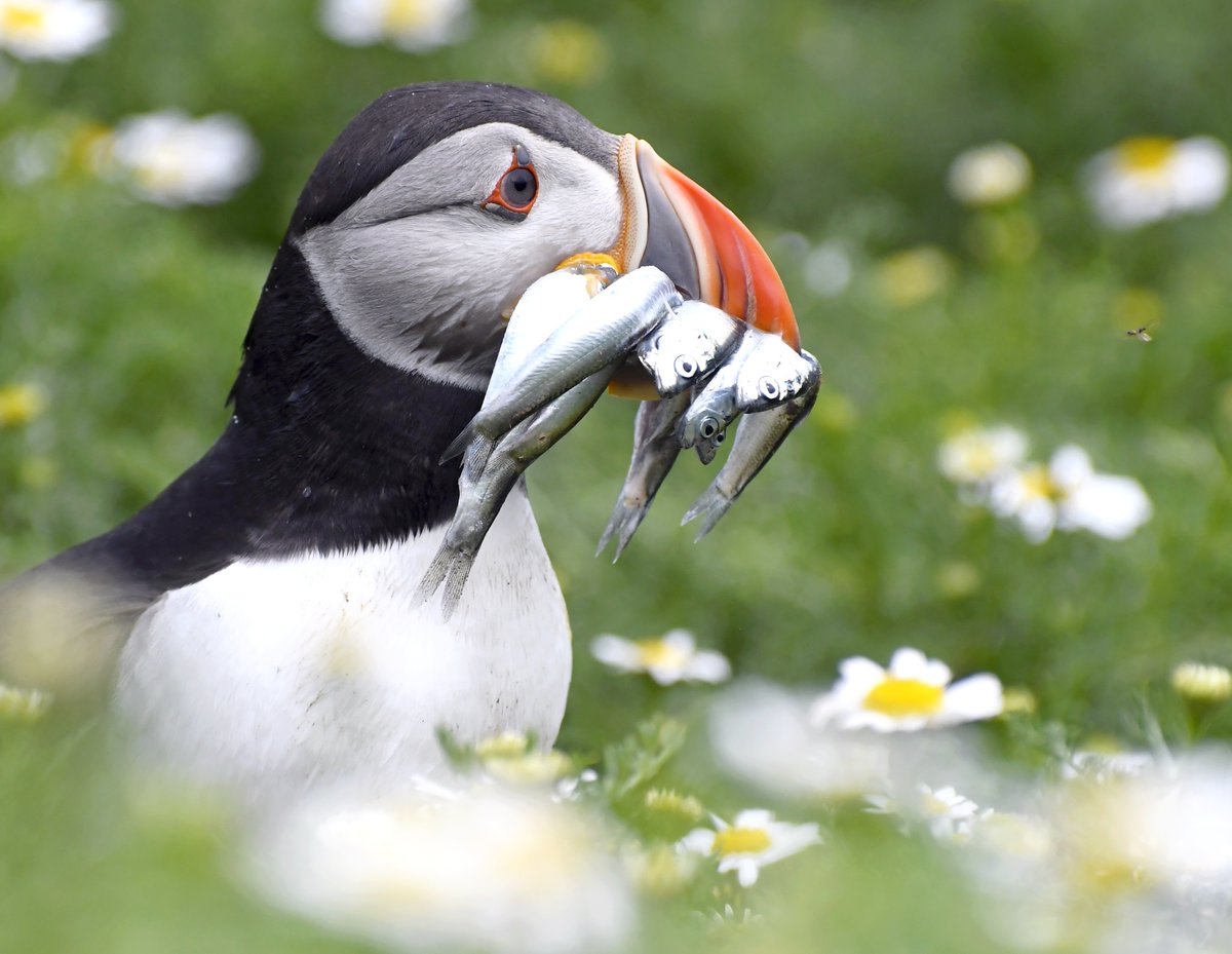 Puffin pic 15 #PuffinsCalendar2021 