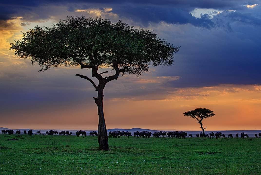 GuideJeho's tweet image. Magnificent beauty of dusk in Kenya Savannah,,, this gives 1000s reason for camping after the pandemic for now let focus with #StayAtHome
