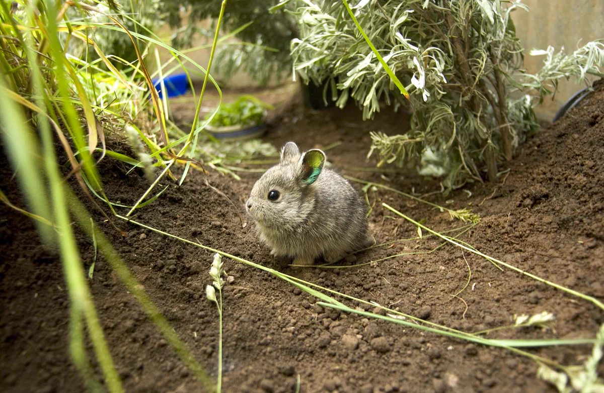 A Columbia Basin pygmy rabbit is raised at the Oregon Zoo as part of a conservation program.