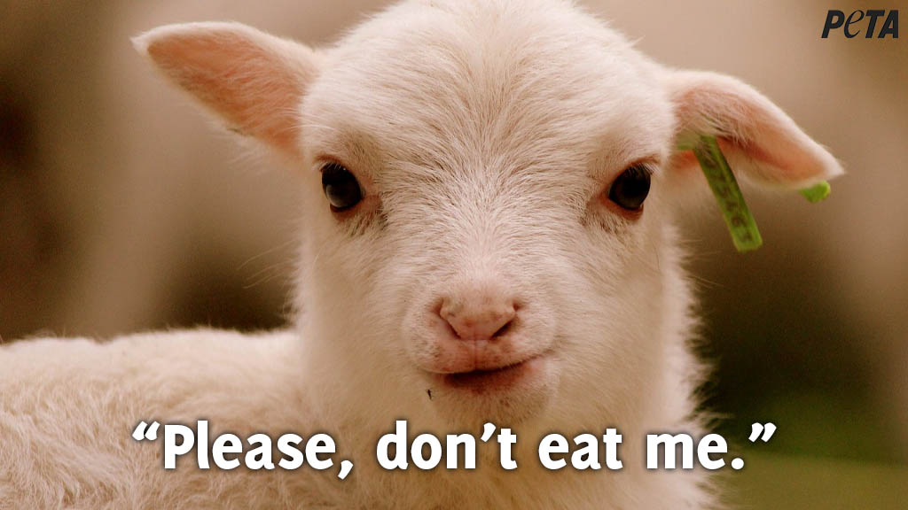 peta's tweet photo. RETWEET if you would never eat them!

Let baby animals live: leave lambs off your plate 🙏 #Easter https://t.co/zoOFo3KSGM