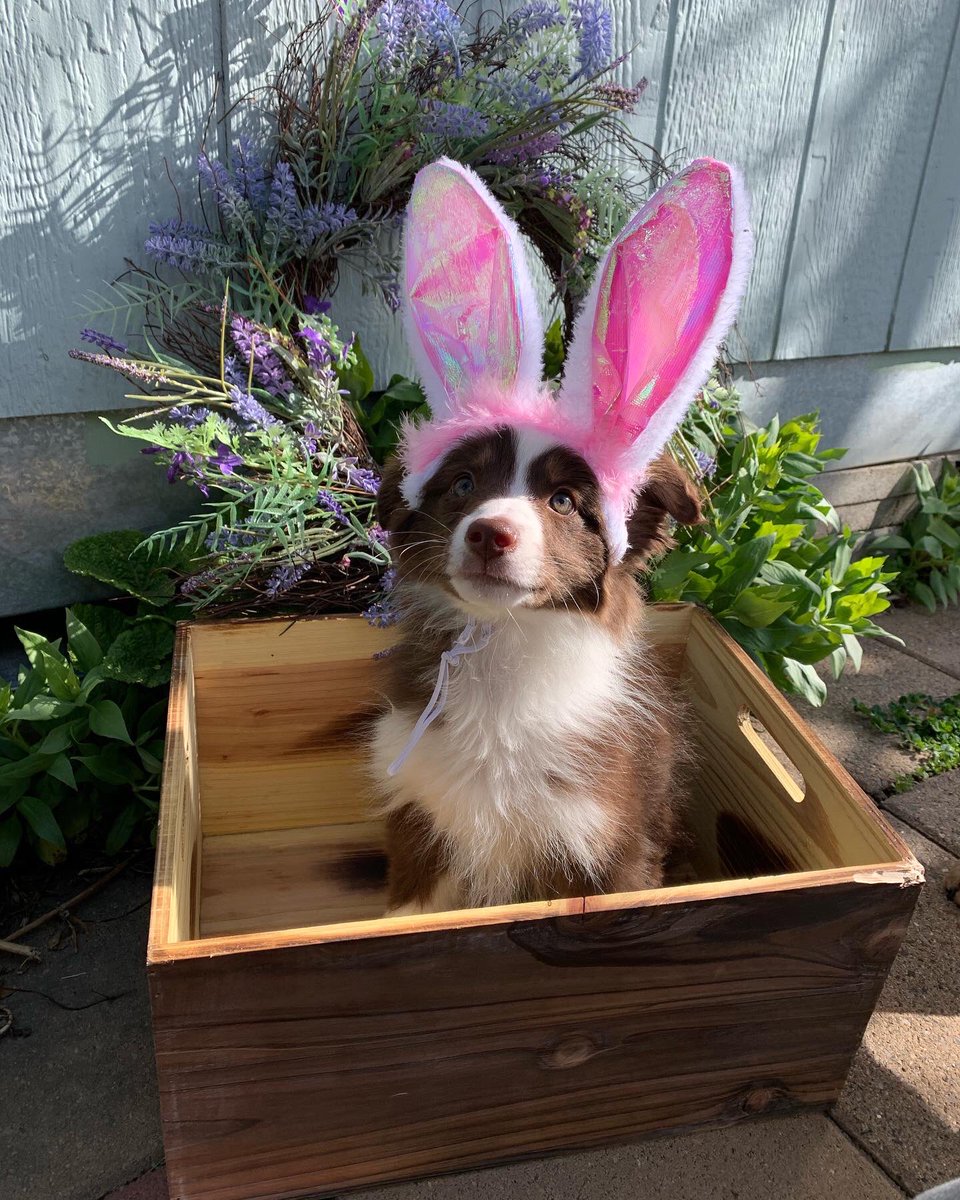 SaraphinaMarie's tweet photo. Happy Easter from our little bunny boys! 💕🐇 #dogsoftwitter https://t.co/X9aajcMBVE