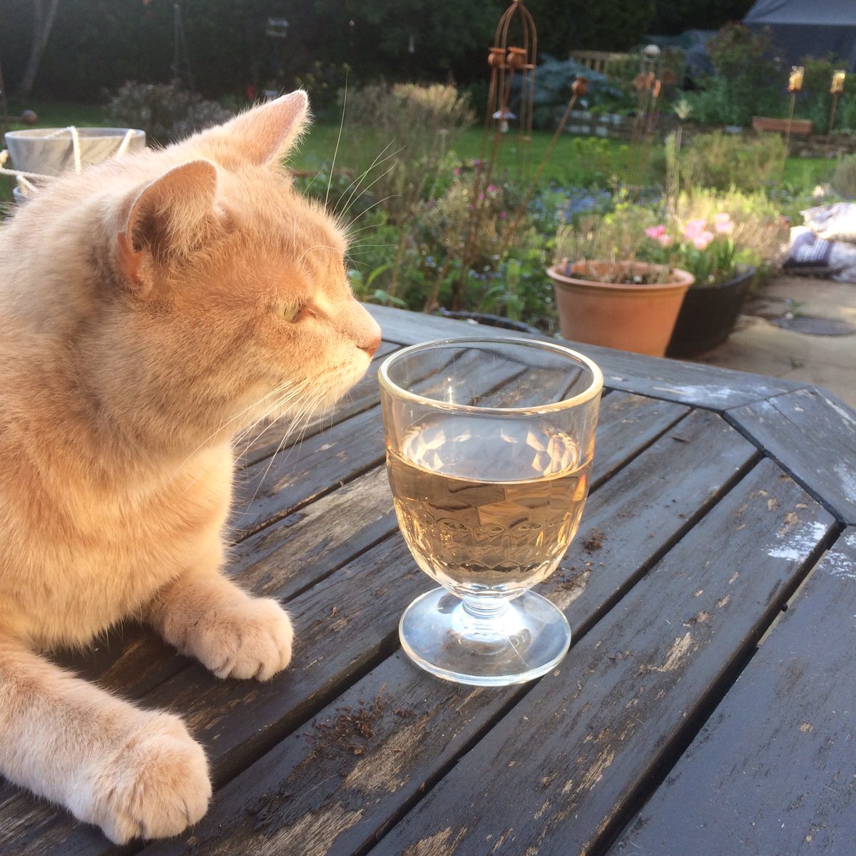 Day 20 of lockdown and it’s a rosé kind of day... 
#lockdown #day20 #grateful #wine #rosé #sunshine #ginger #cat #gingercat