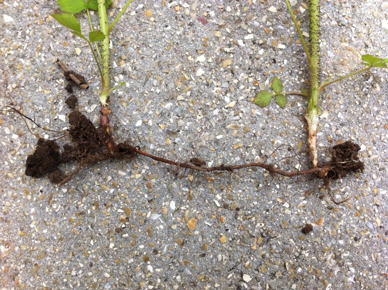 [25/n]3- les racines drageonnantesCe sont des racines à croissance horizontale sur lesquelles apparaissent des bourgeons qui donnes des tiges dressées ou drageons. On les retrouve chez les framboisiers
