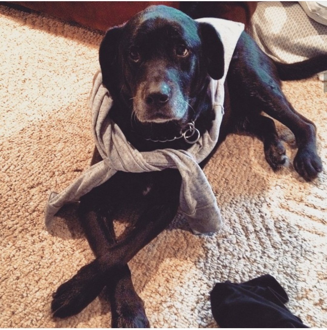 saw_johnson's tweet photo. @millerj600 @chloejschans A man of pure class and distinguished taste, Bentley loves crossing his paws when lounging. https://t.co/6lB34p90DE