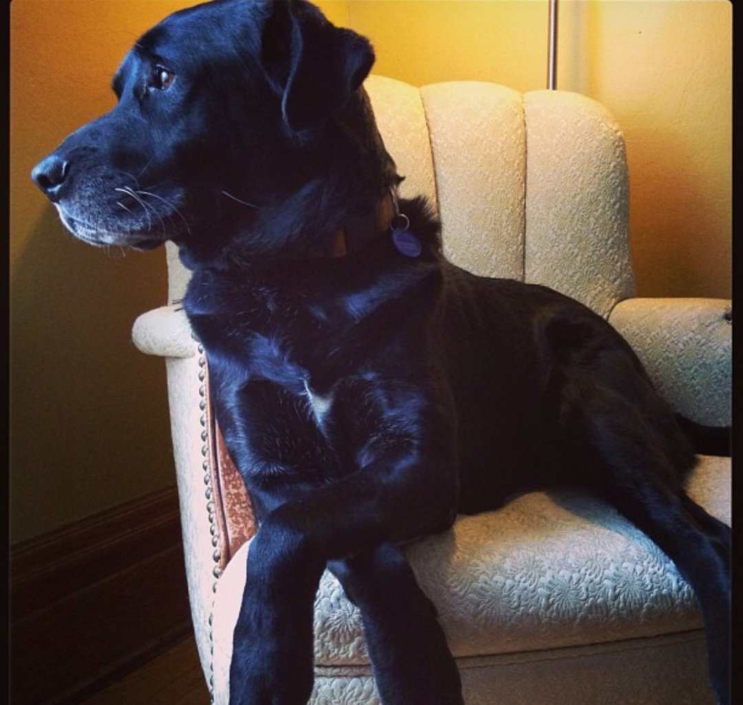 saw_johnson's tweet photo. @millerj600 @chloejschans A man of pure class and distinguished taste, Bentley loves crossing his paws when lounging. https://t.co/6lB34p90DE