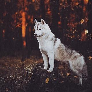 MagXBT's tweet image. #dogdata emerges with great prospects to be the game changer and the leading player in dog breeding industry. Indeed the team behind dogdata proposes a reliable and promising concept. Surely #dogdata will atain a massive result in the nearest future 🔥 

mydogdata.com