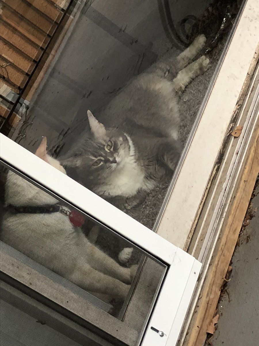 CatQueenEliza's tweet photo. We have a rule that Eliza can’t come outside on the patio with us if she doesn’t have her harness on.
That means she gets grumpy when she can’t come out, *and* she gets grumpy when she has her harness on! https://t.co/n0wbCq95w1