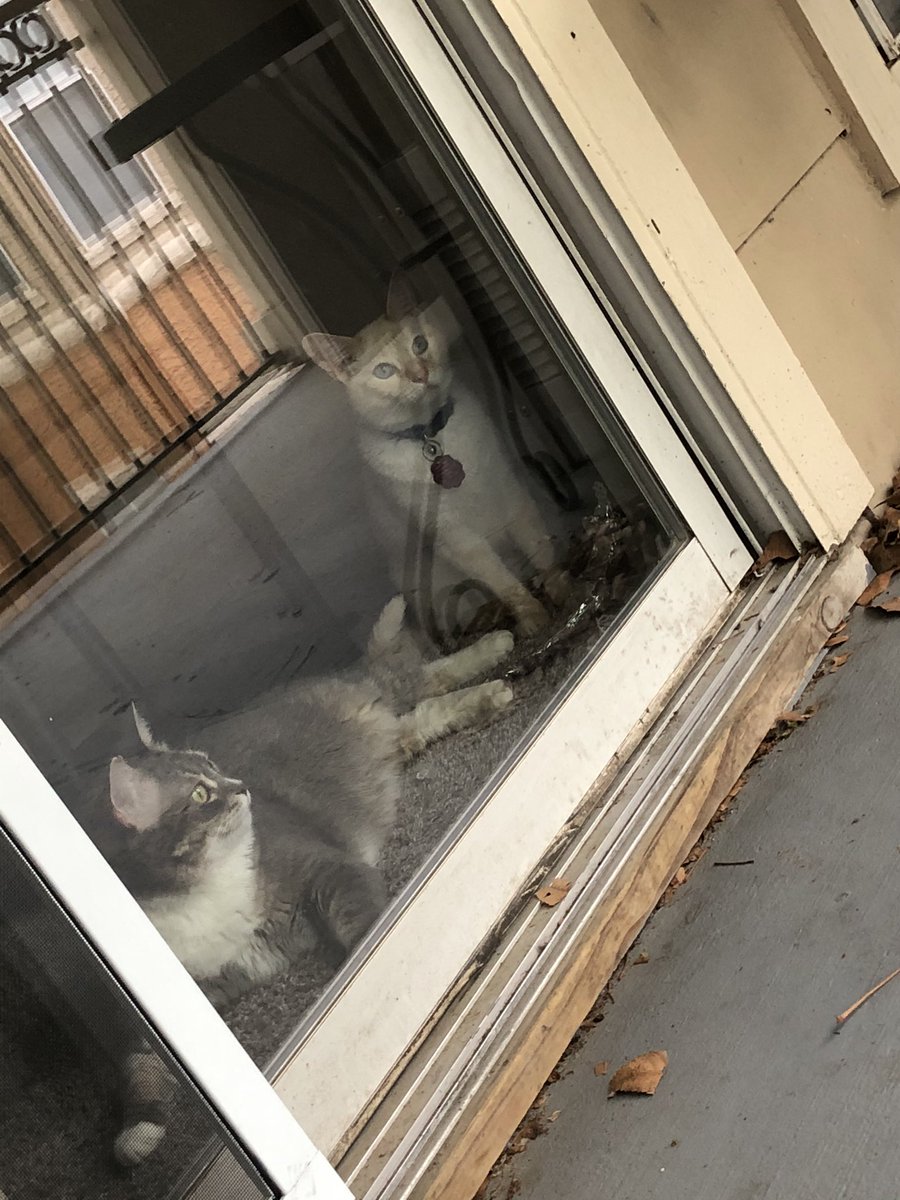 CatQueenEliza's tweet photo. We have a rule that Eliza can’t come outside on the patio with us if she doesn’t have her harness on.
That means she gets grumpy when she can’t come out, *and* she gets grumpy when she has her harness on! https://t.co/n0wbCq95w1