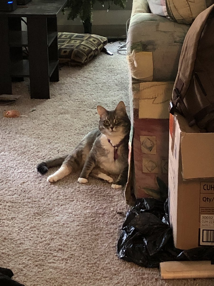 CatQueenEliza's tweet photo. We have a rule that Eliza can’t come outside on the patio with us if she doesn’t have her harness on.
That means she gets grumpy when she can’t come out, *and* she gets grumpy when she has her harness on! https://t.co/n0wbCq95w1