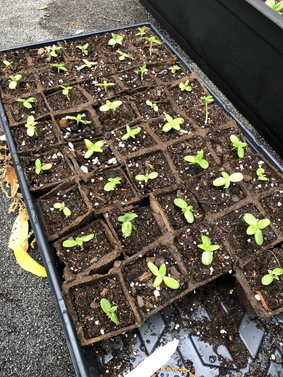 We transplanted some sunflowers into window boxes today and thinned out the weaker seedlings in the starter pods. I’ve learned a lot in this process. Hopefully these transplants survive! 