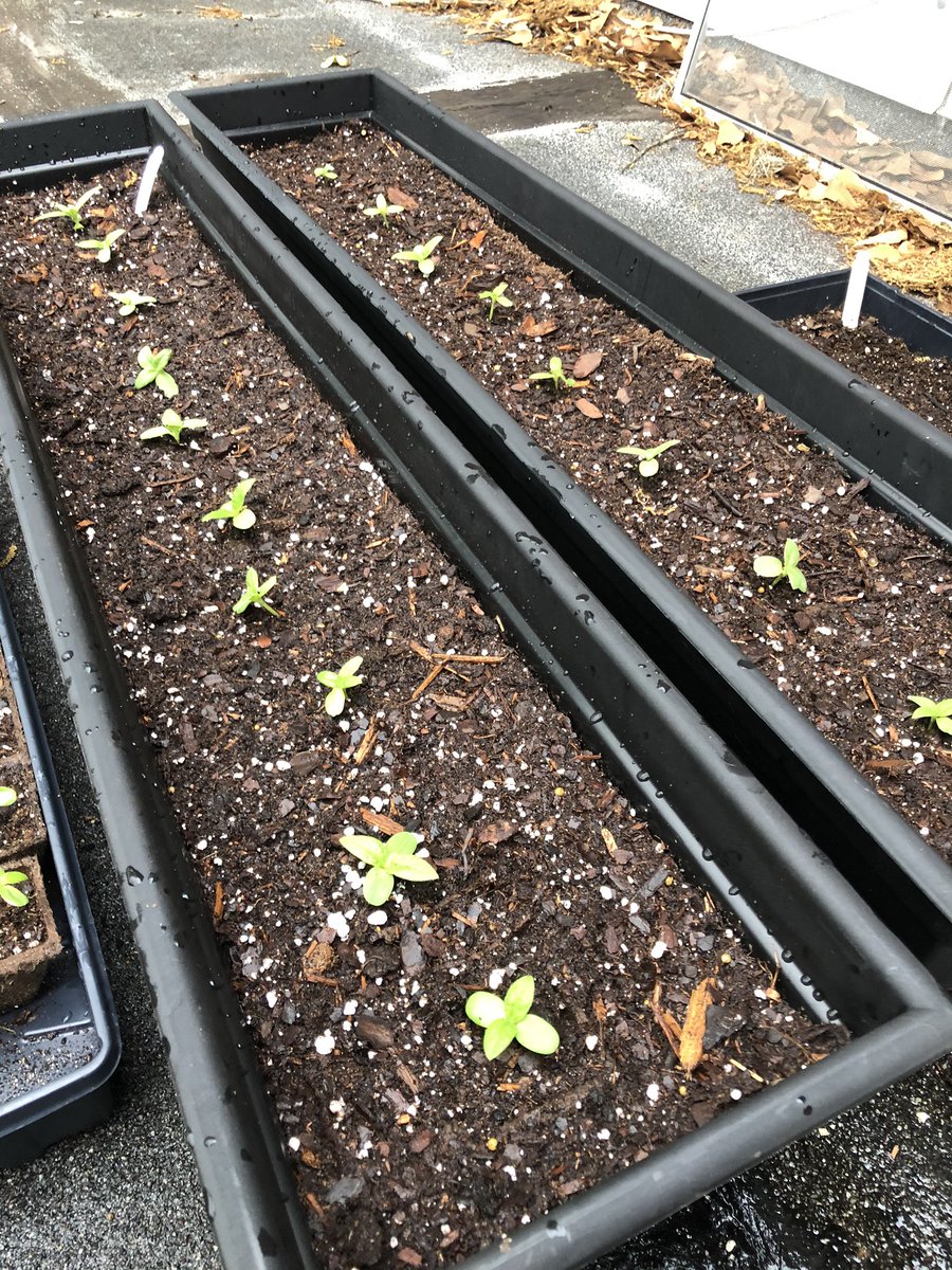 We transplanted some sunflowers into window boxes today and thinned out the weaker seedlings in the starter pods. I’ve learned a lot in this process. Hopefully these transplants survive! 