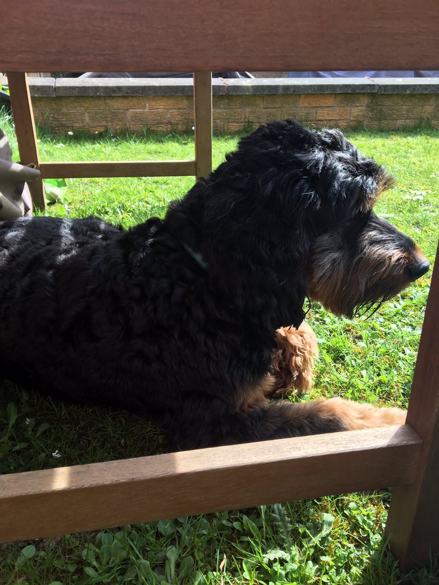 Brunocockerpoo's tweet photo. Life is good when it’s sunny #sunny #dogsoftwitter #cockapoo #easter #EasterSunday #EasterSunday2020 https://t.co/853C54qpsr
