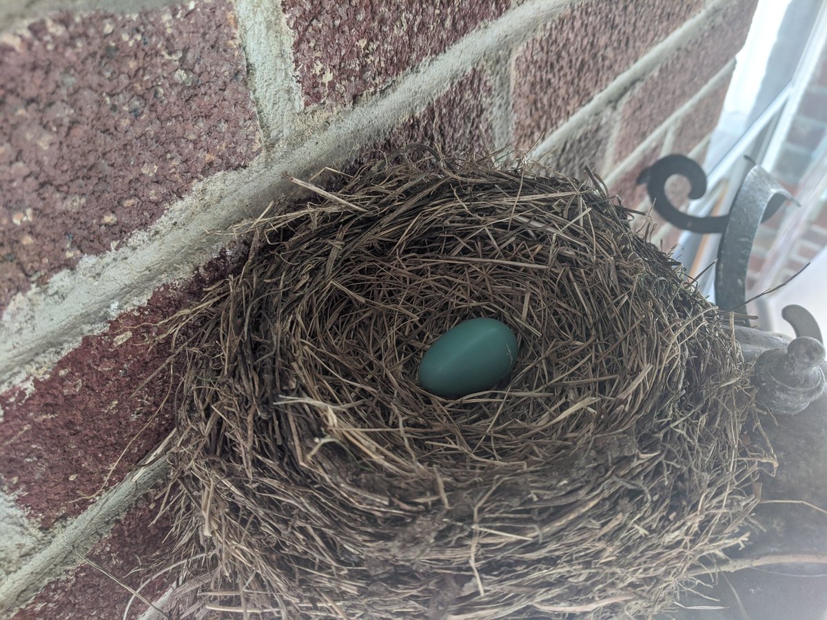 We've been going out our front door so little that for the first time since we've lived here birds are building nests on our porch light! Mama Robin has been pushing out an egg a day this weekend. Wonder if she stops at 2 or goes bonkers with 5? Stay tuned!
