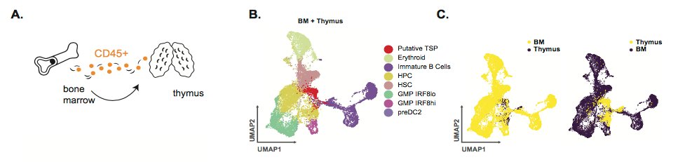 mmw_lmw's tweet photo. Human Postnatal #Thymocytes | intra-thymic lineage differentiation | thymus seeding progenitor (TSP) | Tom Taghon @ResearchUGent @biorxivpreprint https://t.co/L6ZcL8cR9y https://t.co/C5eZcHcIKC