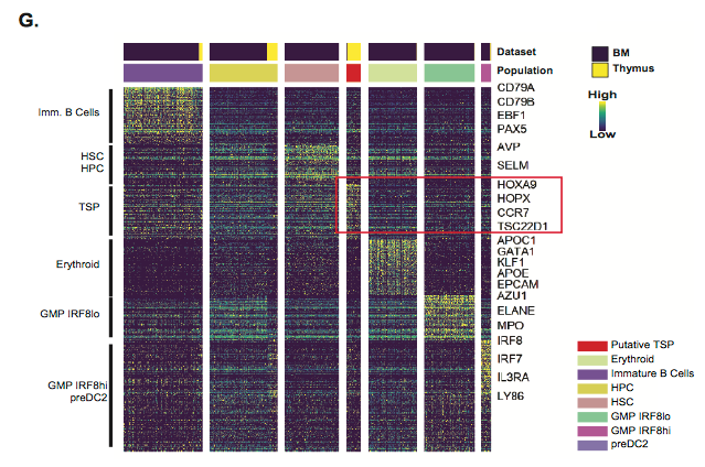 mmw_lmw's tweet photo. Human Postnatal #Thymocytes | intra-thymic lineage differentiation | thymus seeding progenitor (TSP) | Tom Taghon @ResearchUGent @biorxivpreprint https://t.co/L6ZcL8cR9y https://t.co/C5eZcHcIKC