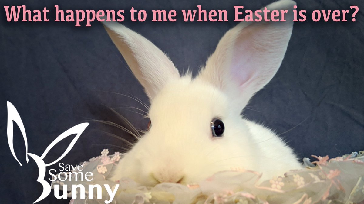 Rescues see the results of impulse buys of #EasterBunnies for months after Easter. Far too many have accidental litters and get dumped at parks and turned into shelters or just left in backyard hutches to die alone. #stopthecycle #stopdumpingpets #petsareforever #EasterBunny