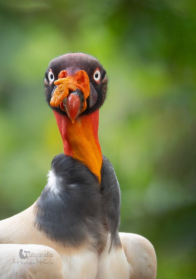 RevistaNatGeo's tweet photo. Este zopilote rey fue avistado en el Mirador el Pizote, en Boca Tapada, Costa Rica.
Foto: Marcela Marín https://t.co/aSNuyluUq9