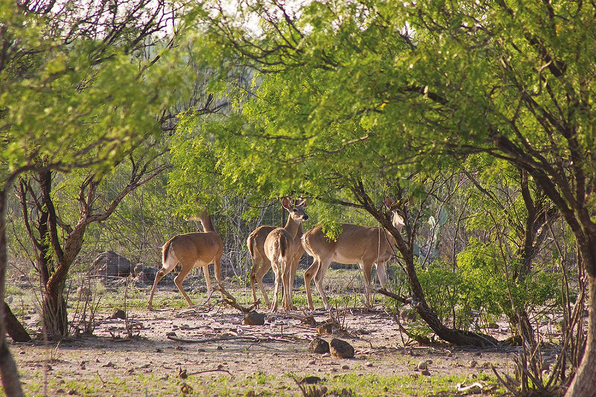 mexdesconocido's tweet photo. Si nos quedamos en casa, logramos que el planeta tome un respiro. La naturaleza nos está agradeciendo esta cuarentena y la escena de este venado alivia a cualquiera. ¡Ve el video! 
👉🏻 https://t.co/T5K51YfF2z https://t.co/BKbhexmbO0