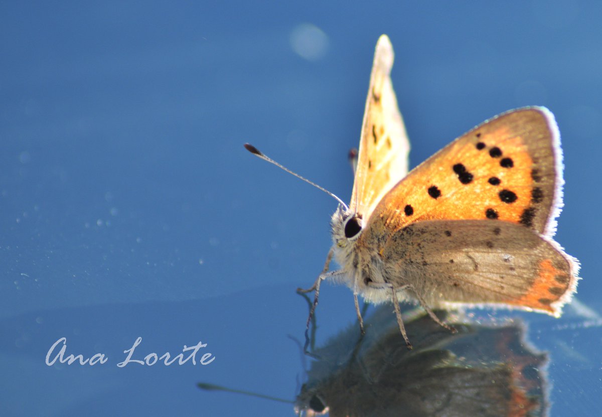 CoraxTraveller's tweet photo. Mariposa en la Sierra de Cazorla.
Foto de Ana Lorite
#naturephotography #nature #lepidoptero #naturaleza #mariposa https://t.co/NL8MAcY408