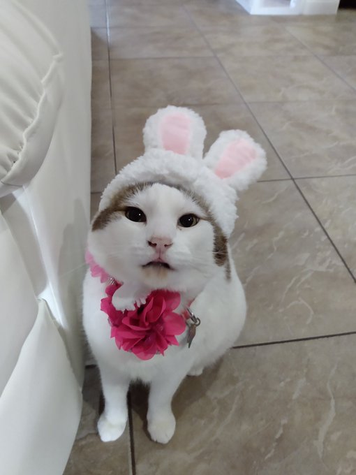 Happy Easter from Mila https://t.co/1TX3Ars4S0