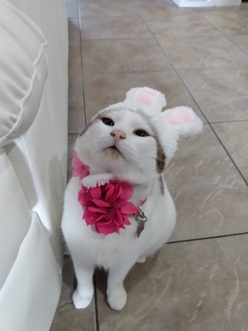 Happy Easter from Mila https://t.co/1TX3Ars4S0<a href="/tag/mvsales"class="tags"><span>#mvsales</span></a><a href="/tag/mvboys"class="tags"><span>#mvboys</span></a>
