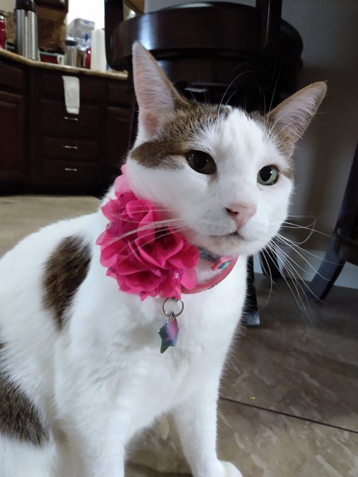 Happy Easter from Mila https://t.co/1TX3Ars4S0<a href="/tag/mvsales"class="tags"><span>#mvsales</span></a><a href="/tag/mvboys"class="tags"><span>#mvboys</span></a>