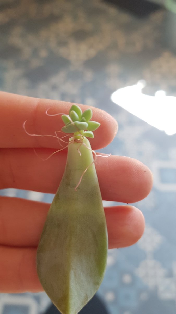 [18/n]Ou encore chez de nombreuses plantes grasses du genre Sedum, ou chez les Echeverias (photo utilisée avec l& #39;aimable autorisation de  @Hedge_Doc) ou les ressources de la feuille sont remobilisées pour la mise en place d& #39;une nouvelle plantule.