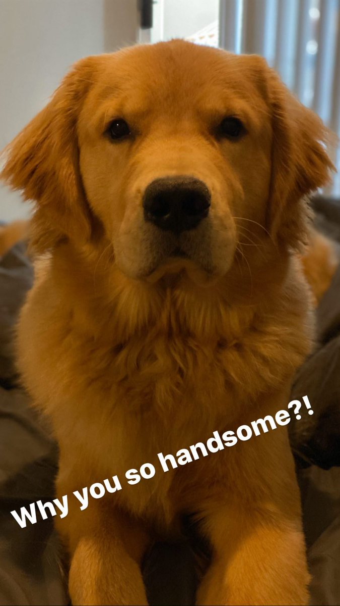 TMI_Uruguay's tweet photo. While in some #QuarentineLife updates... #DanThePup #ThatSideEye ππ #Besties #Rajah #DomSherwood
#ShadowFam https://t.co/2TR8zy0yFn