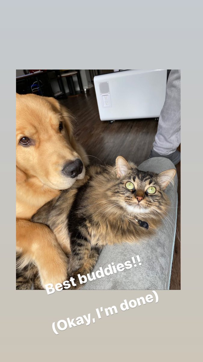 TMI_Uruguay's tweet photo. While in some #QuarentineLife updates... #DanThePup #ThatSideEye ππ #Besties #Rajah #DomSherwood
#ShadowFam https://t.co/2TR8zy0yFn