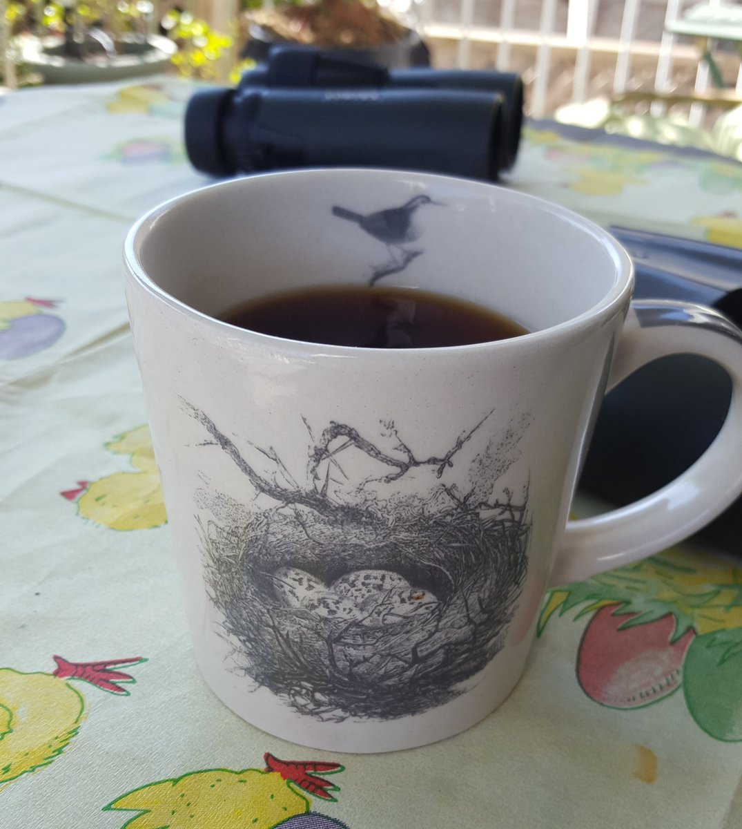 Saw a tweet the other day that made me wonder how many scientists have taxon-specific coffee mugs. Add photos of your favourite mug and share. Let's see the diversity! Here's mine: perfect for  #Spring  #nest finding. #coffeelovers  #AcademicTwitter  #AcademicChatter  #ornithology